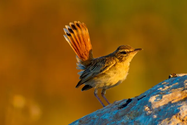Rufous-tailed Scrub-robin