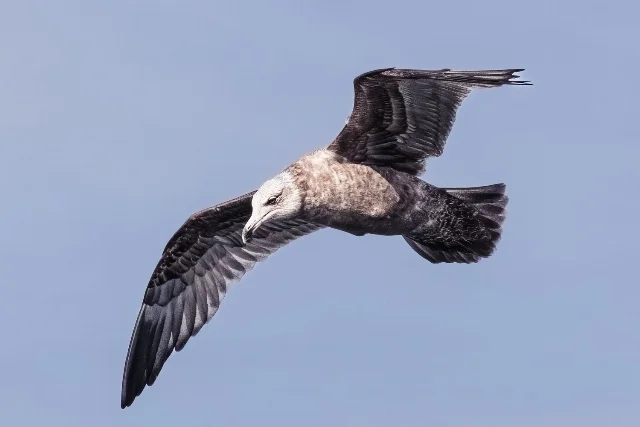 South Polar Skua