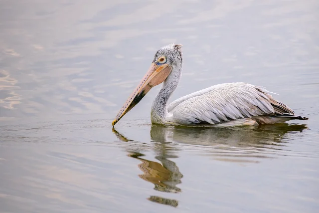 spot billed pelican