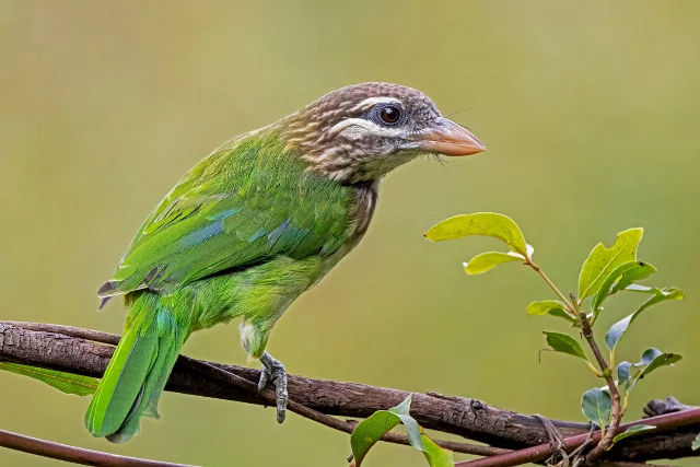 White-cheeked Barbet