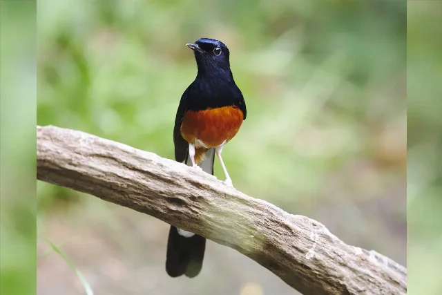 White-rumped Shama