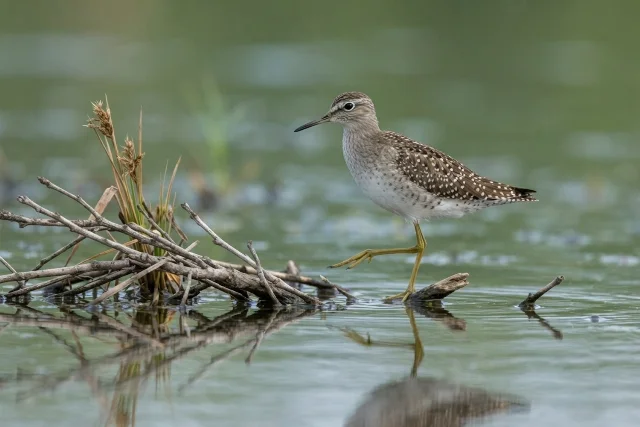 Wood Sandpiper