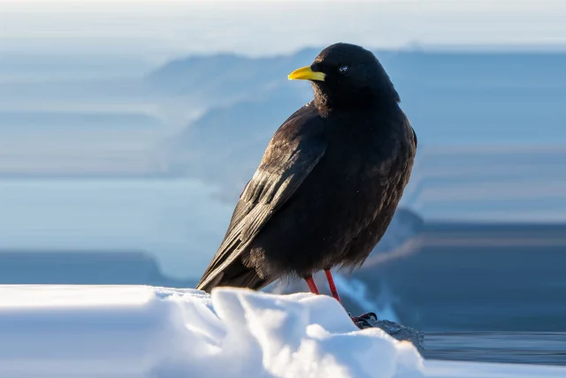 Yellow-billed Chough
