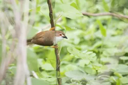 yellow eyed babbler