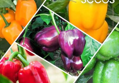 Vegetable-Seeds-Online-