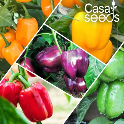 Buy Vegetable Seeds Online at the Best Price | Casa de amor