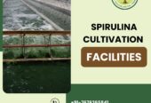 Large Scale Spirulina Cultivation by Green Bubble Algal Works